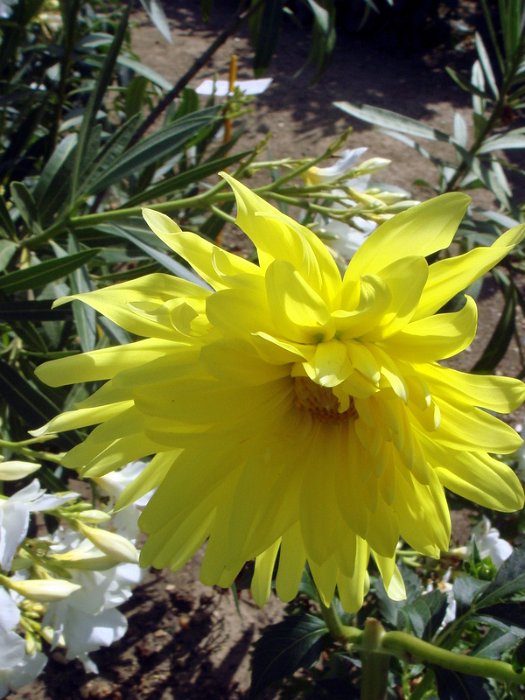 Dahlia x 'Monte Carlo' fleur